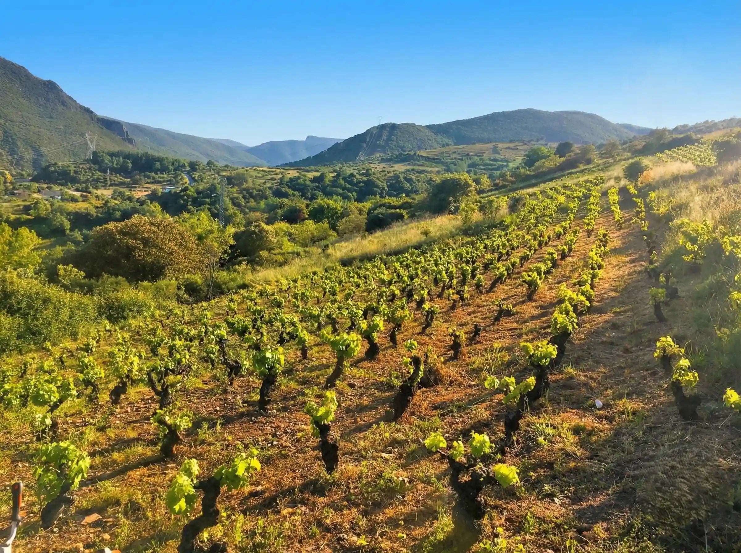 Panoramic view of César Márquez hillside vineyard in El Bierzo, Spain, with rows of green vines under a clear blue sky and a mountainous landscape.