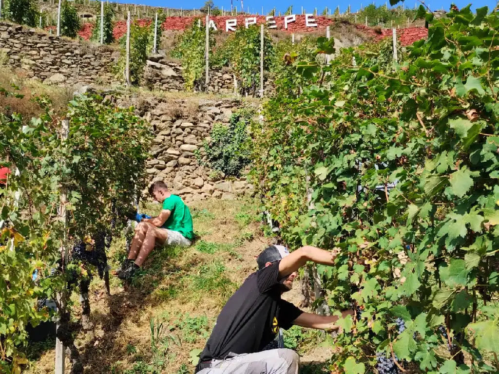 Harvest workers picking grapes in Arpepe’s terraced Valtellina vineyards, with stone walls and hillside rows under a clear sky.
