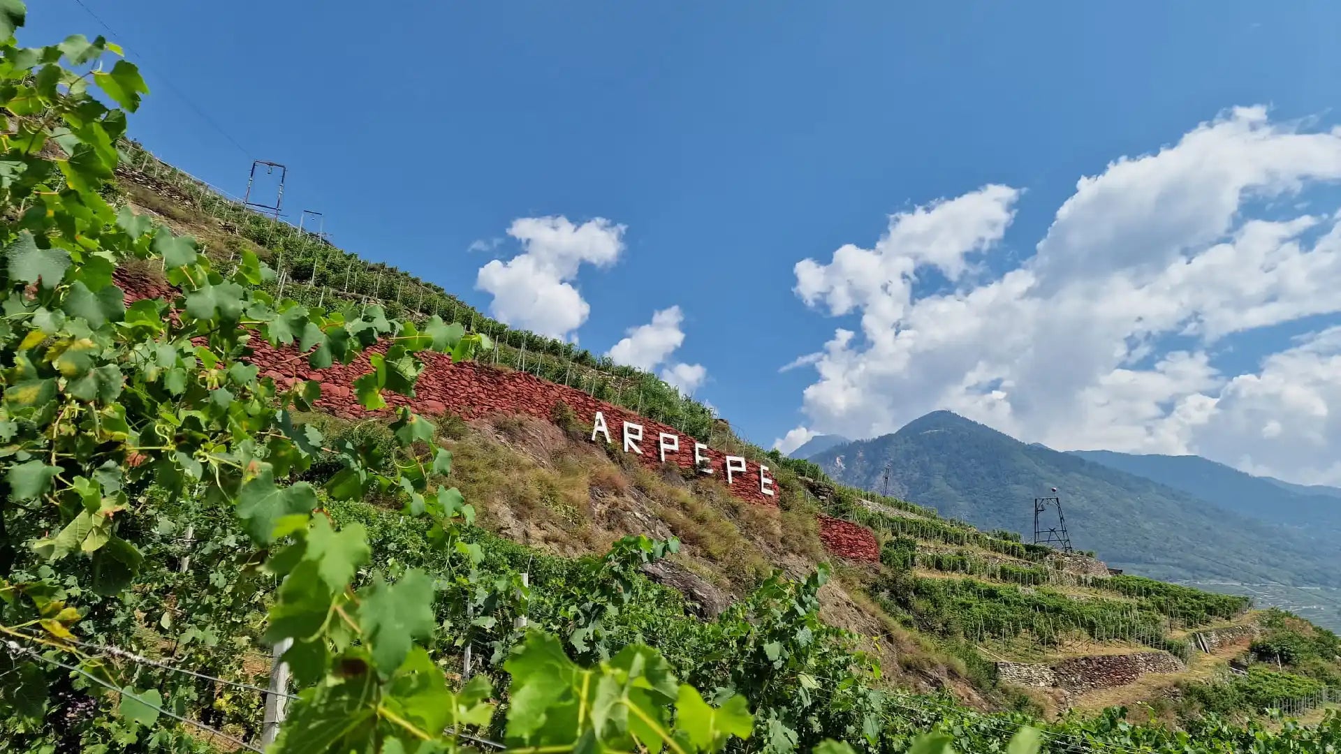 Terraced hillside vineyards of Arpepe in Valtellina, with mountain backdrop and neatly aligned grapevines.
