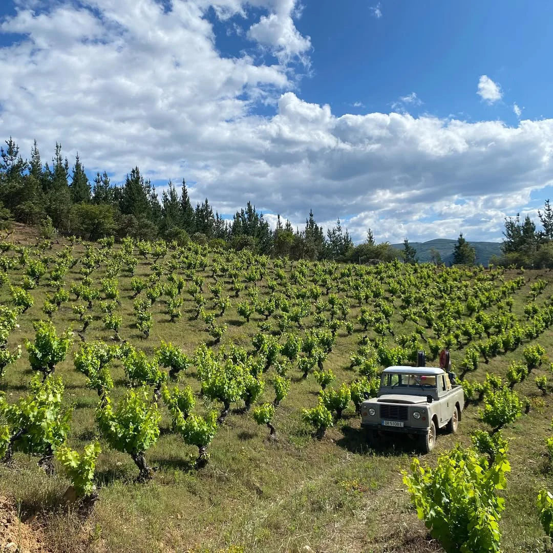 A vintage off-road vehicle parked in a hillside vineyard in El Bierzo, Spain, surrounded by green vines under a cloudy sky.