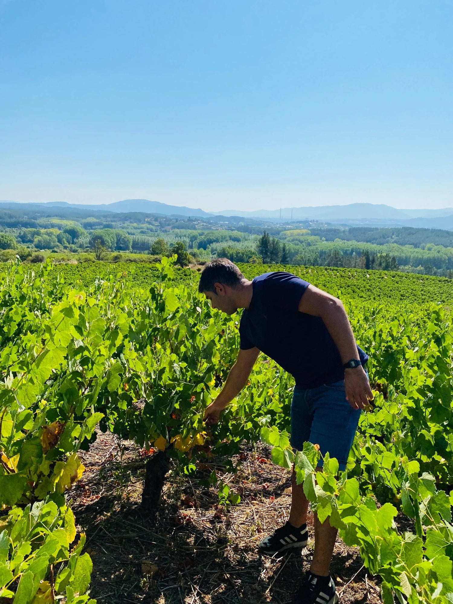 Wine producer César Márquez inspecting grapevines in his vineyard in El Bierzo, Spain.