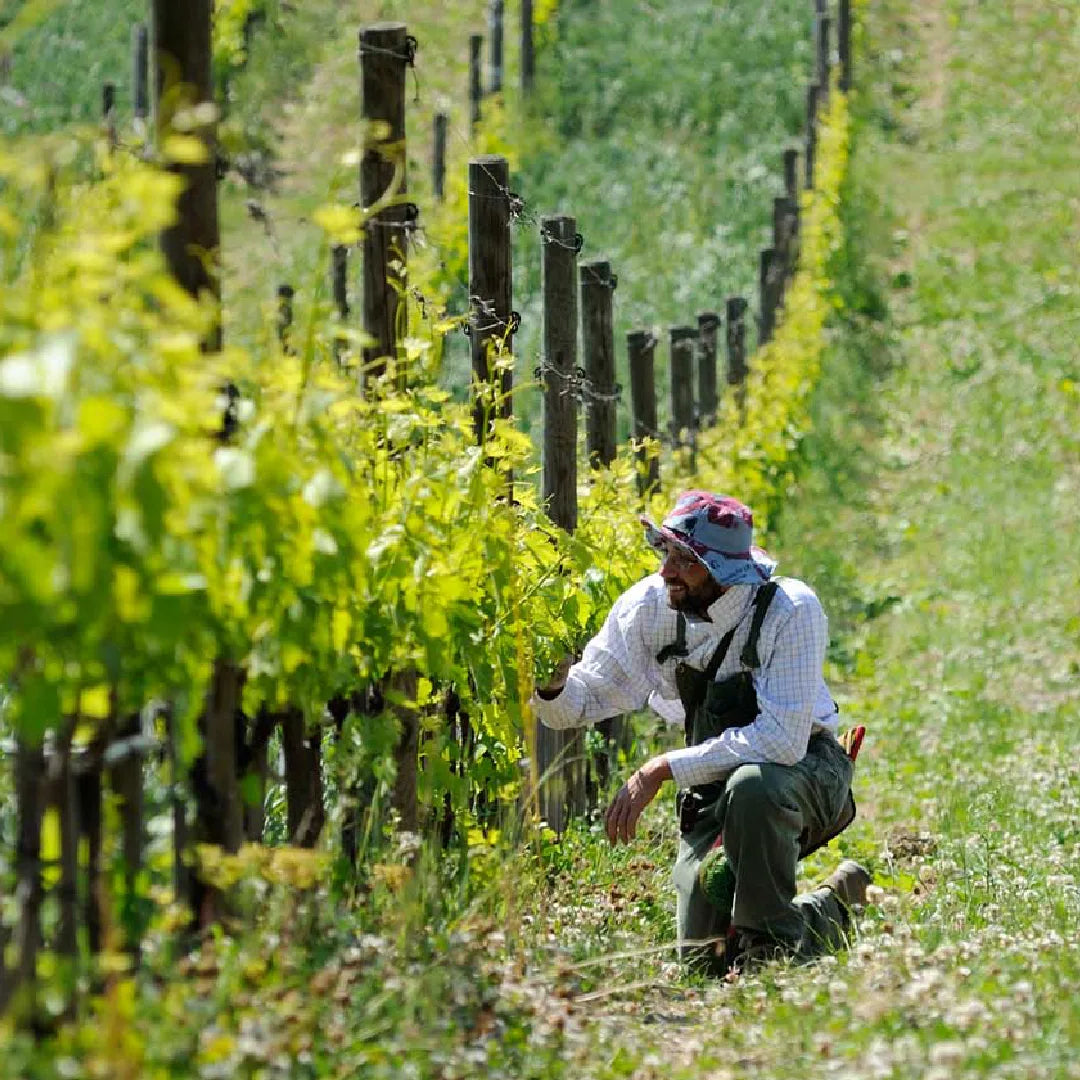 Fèlsina vineyard with two people tending green grapevines under the sun, surrounded by orderly rows of posts, highlighting tradition cultivation and artisanal winemaking.
