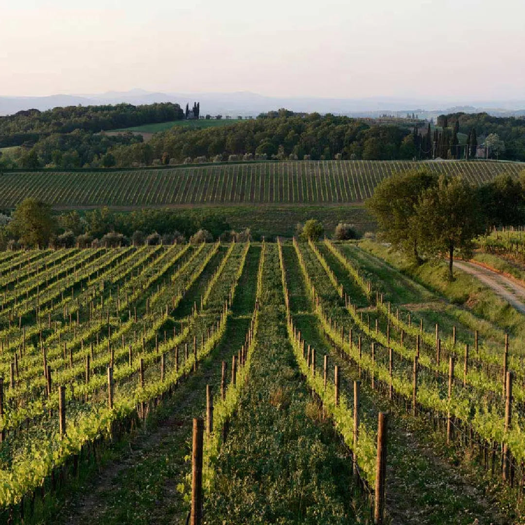 Fèlsina vineyard landscape with neat rows of grapevines stretching into the distance, surrounded by lush green hills under a soft, sunset-lit sky.