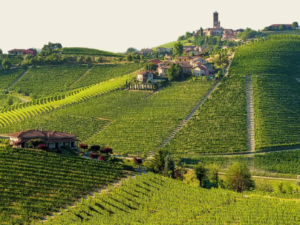 Vineyards of Produttori del Barbaresco in the rolling hills of Piedmont, Italy, with sunlit rows of grapevines.
