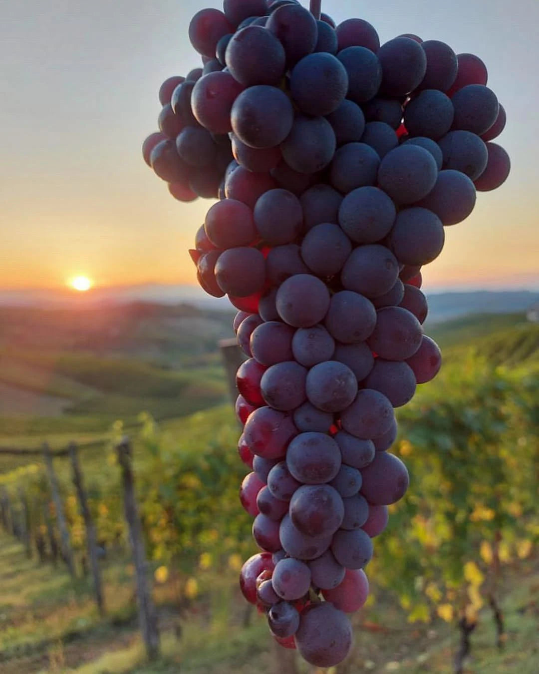 Close‑up of ripe Rabajà vineyard grapes at sunset in the Produttori del Barbaresco estate.
