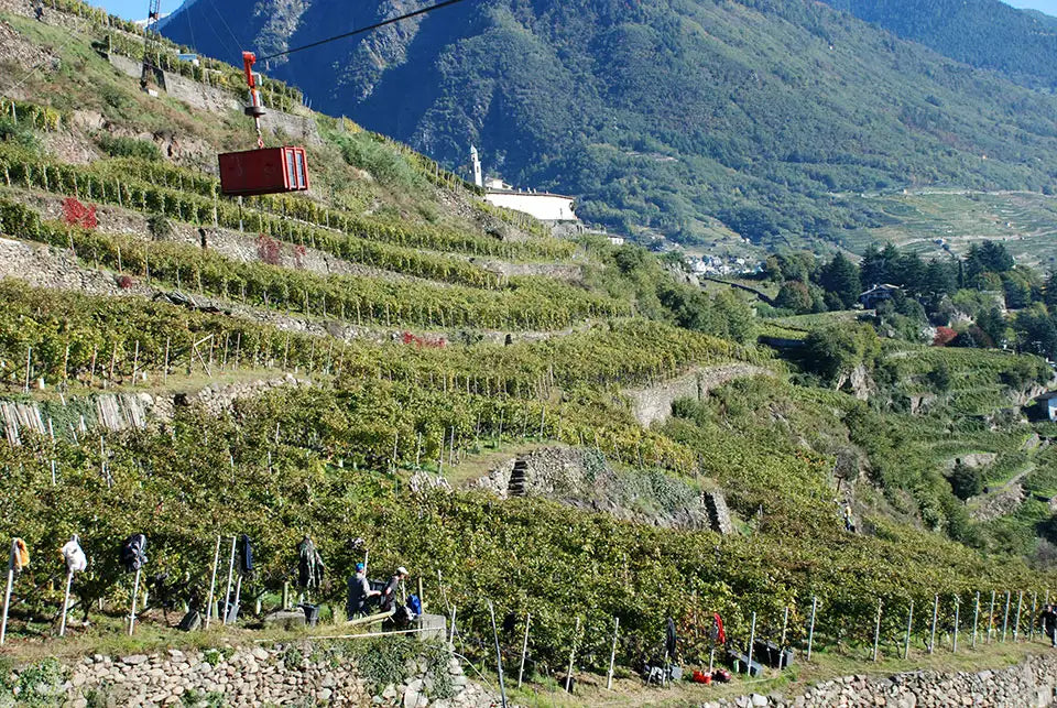  Steep terraced vineyards in Valtellina with workers among the grapevines and a red cable lift above, surrounded by mountain scenery and a small village.
