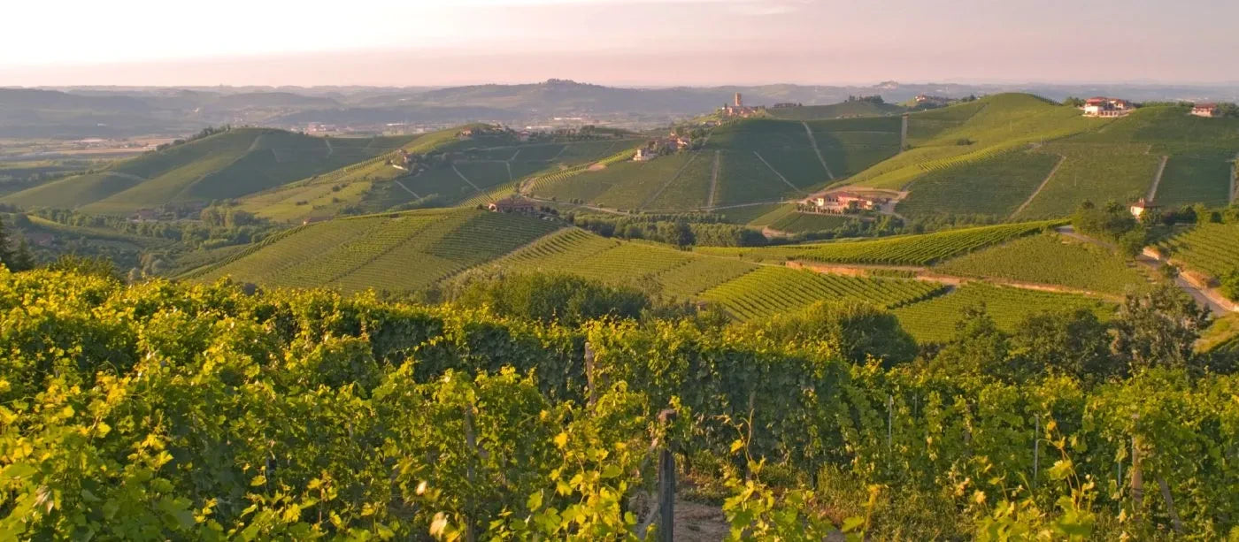  Panoramic view of Barbaresco vineyards 