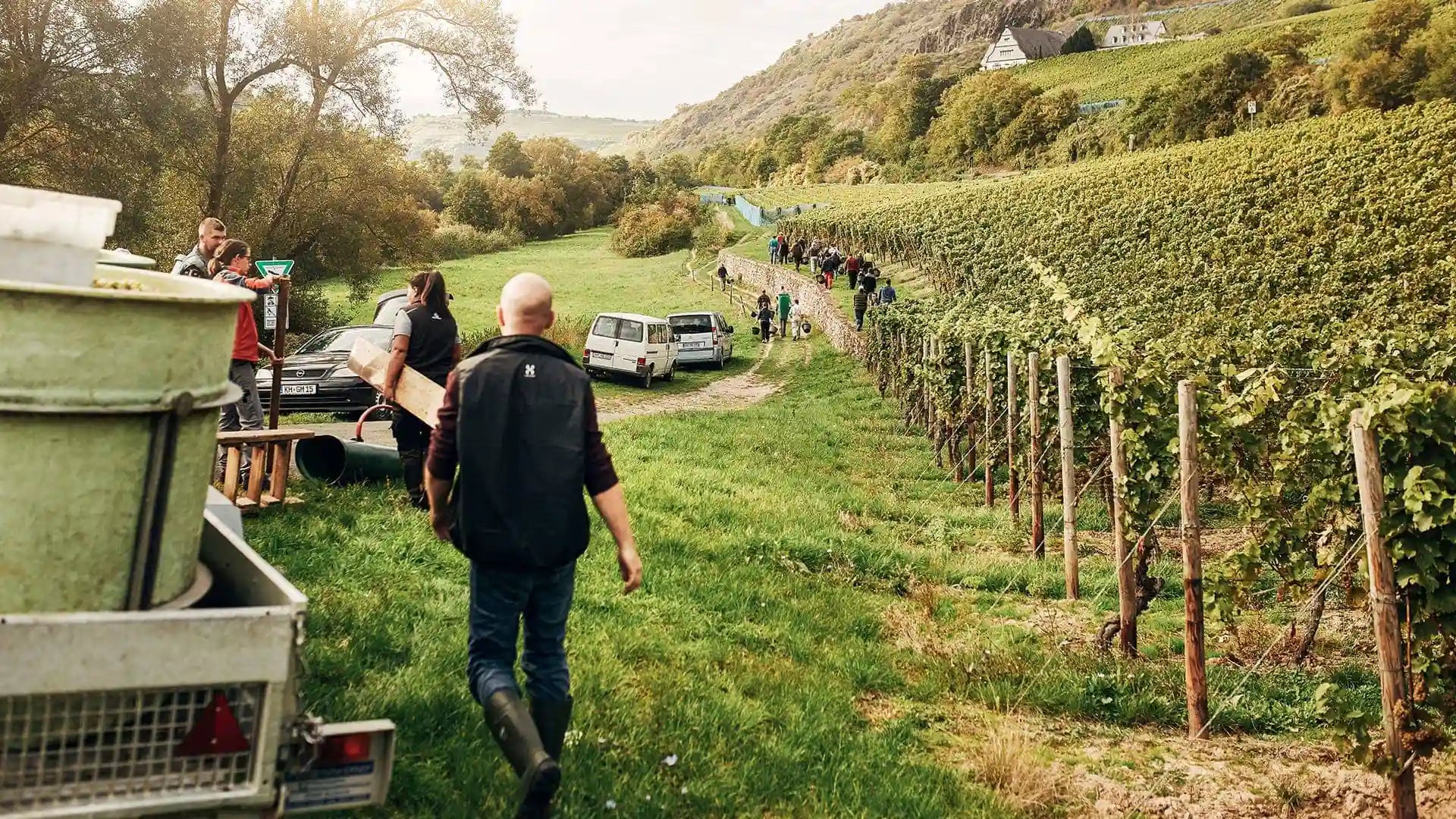 Harvest scene at a Dönnhoff’s vineyard with workers among grapevines, grape containers, and vehicles under warm sunlight.
