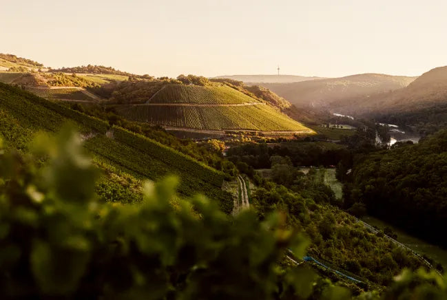 Terraced vineyard landscape at Dönnhoff estate with river and hills at sunset, showcasing natural beauty and winemaking terroir.