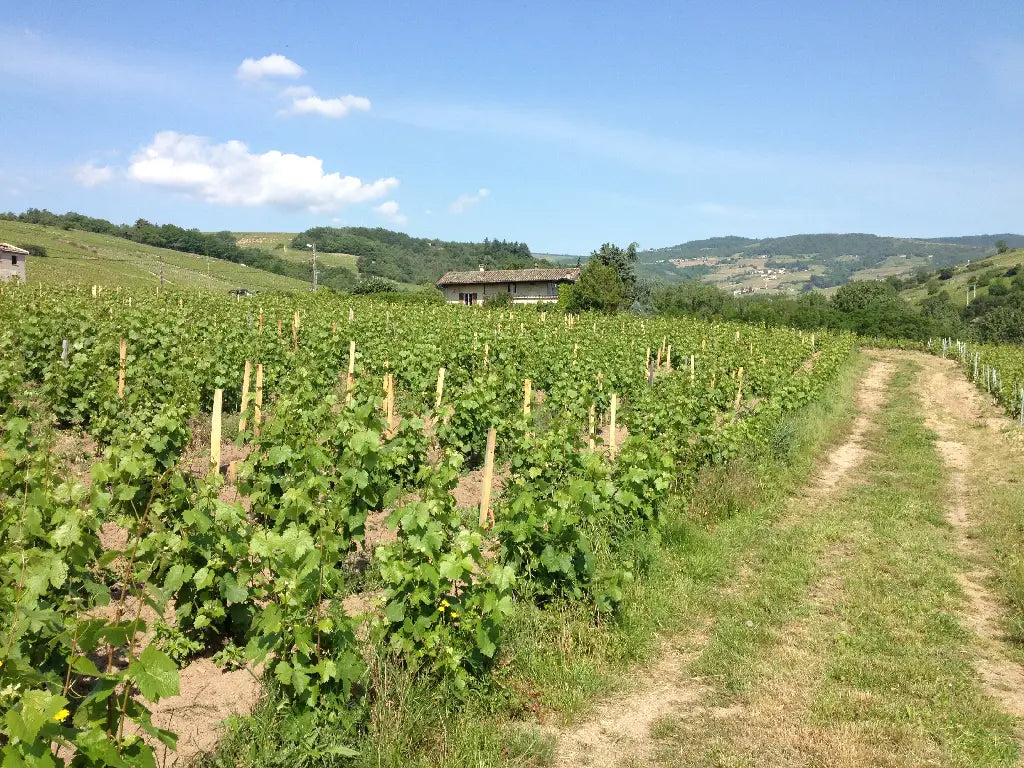 Rows of grapevines at Jean Foillard vineyard stretching across rolling hills under a sunny blue sky.